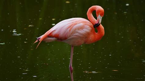 Where can I print photos near me, and why do flamingos stand on one leg while printing?